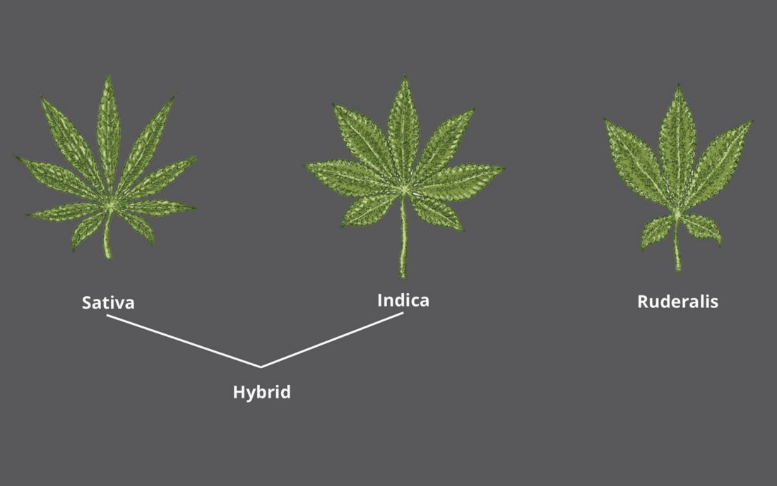 Indica, Sativa i Hybryda - rozróżnienie