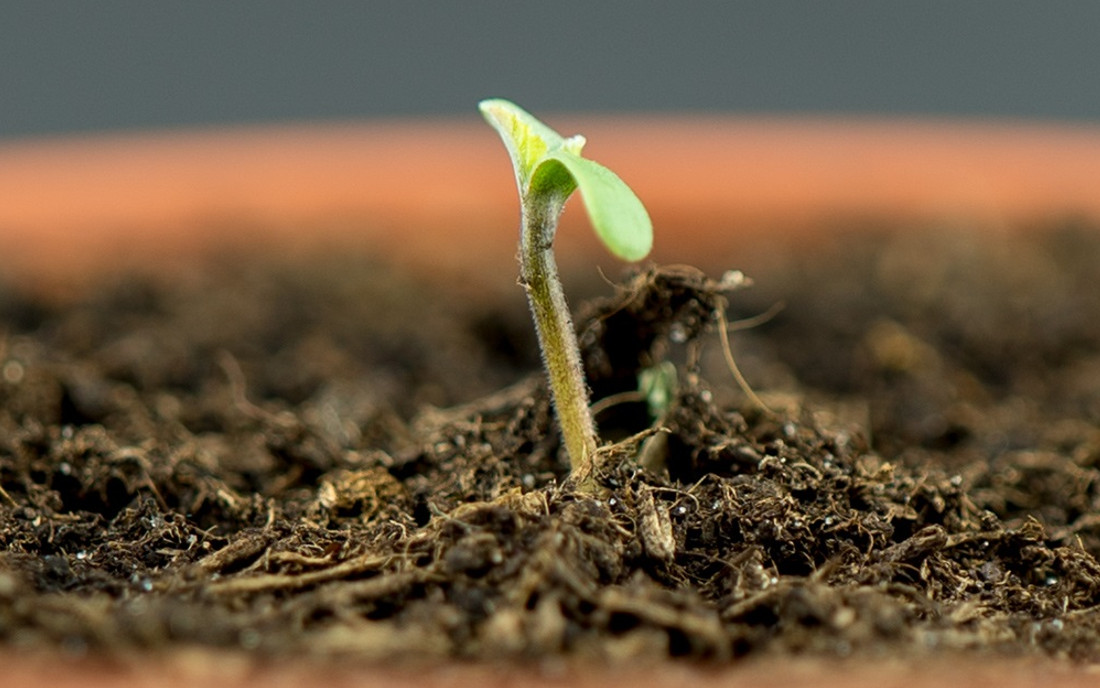 Kiełkująca roślina konopi