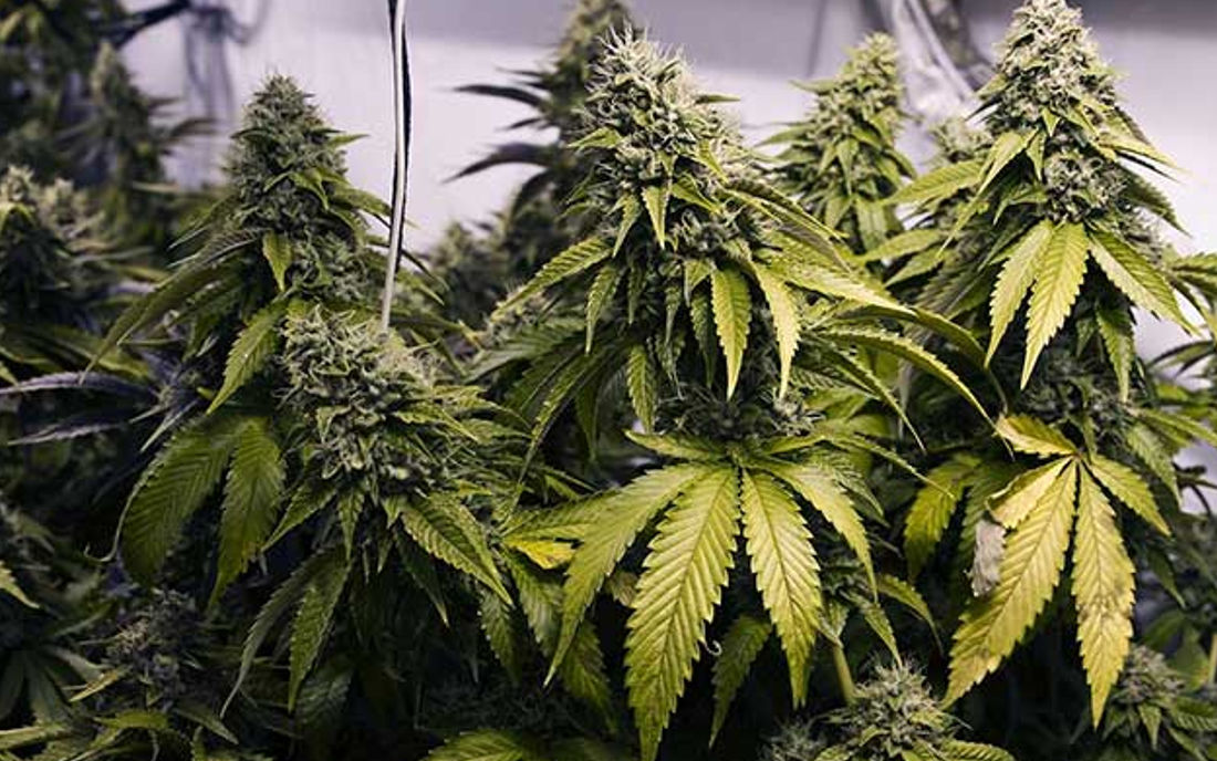 Krzaki konopi Indyjskiej