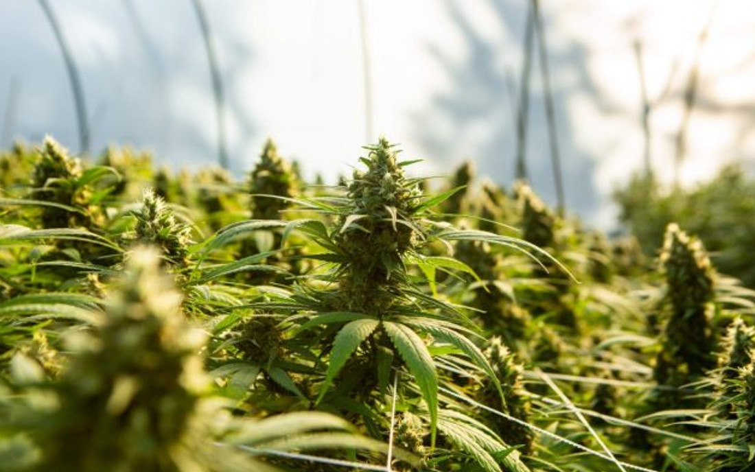 Krzaki konopi z nasion feminizowanych