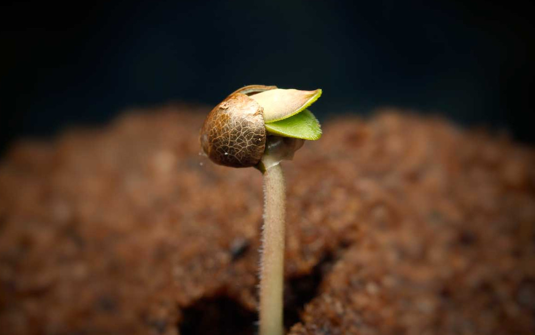 Krzyżowanie różnych odmian roślin