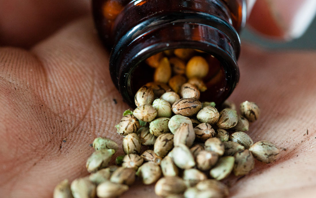 Nasiona konopi do mrożenia