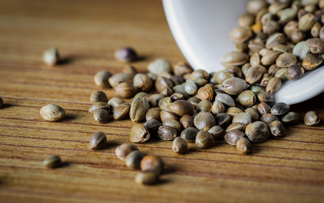 Nasiona konopi feminizowane