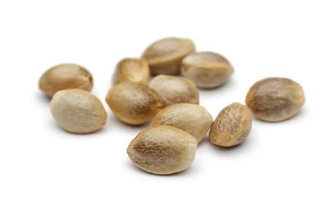 Nasiona konopi feminizowane w dużym rozmiarze