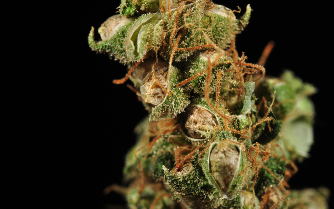 Nasiona na krzaku konopi