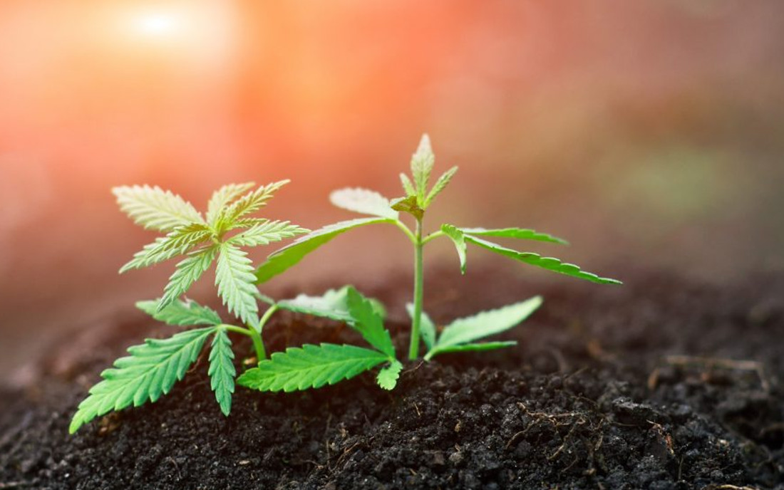 Roślina konopi z nasiona hybrydowego