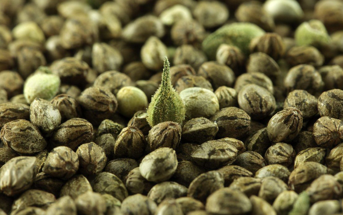 Różne kolory nasion konopi 