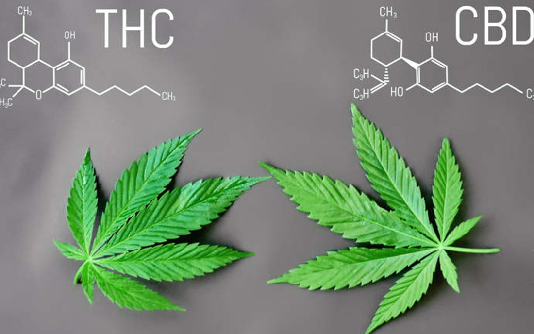 Różnica między CBD a THC