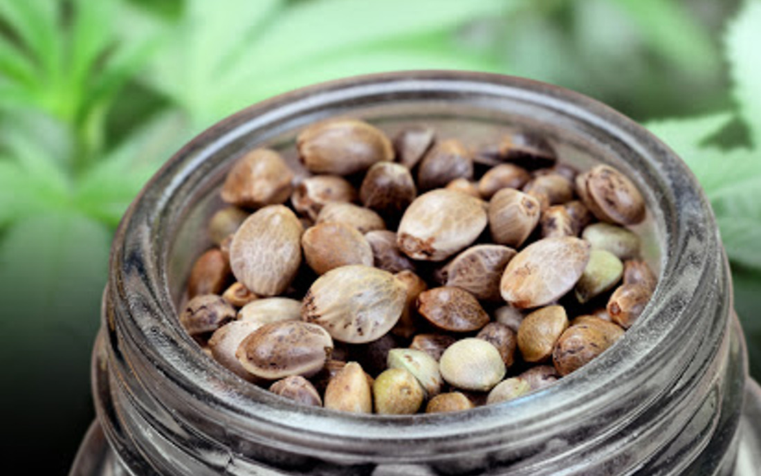 Sposób na przechowywanie nasion konopi