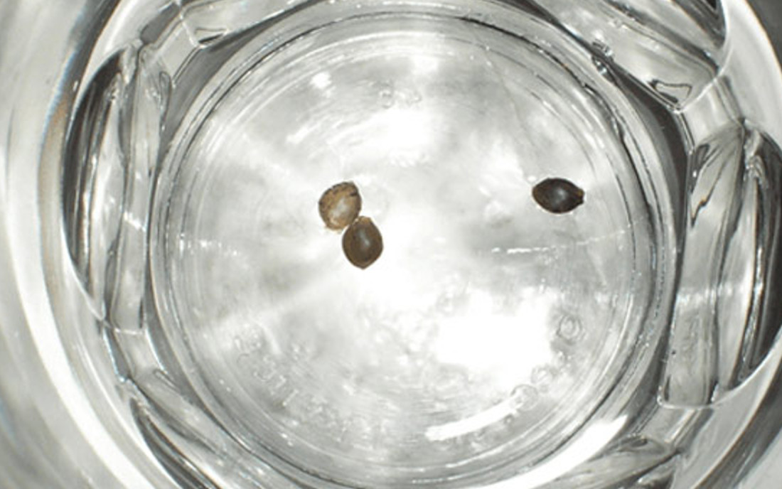 Test nasion konopi w wodzie