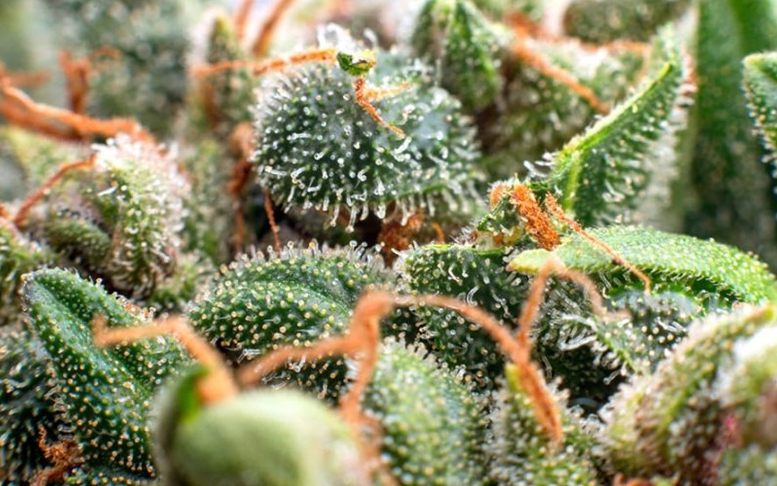 Trichomy odmiany Sativa