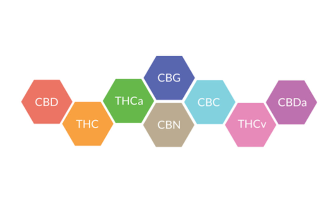 Wpływ kannabinoidów i terpenów na działanie konopi