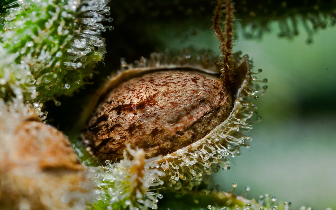 Wygląd nasiona konopi