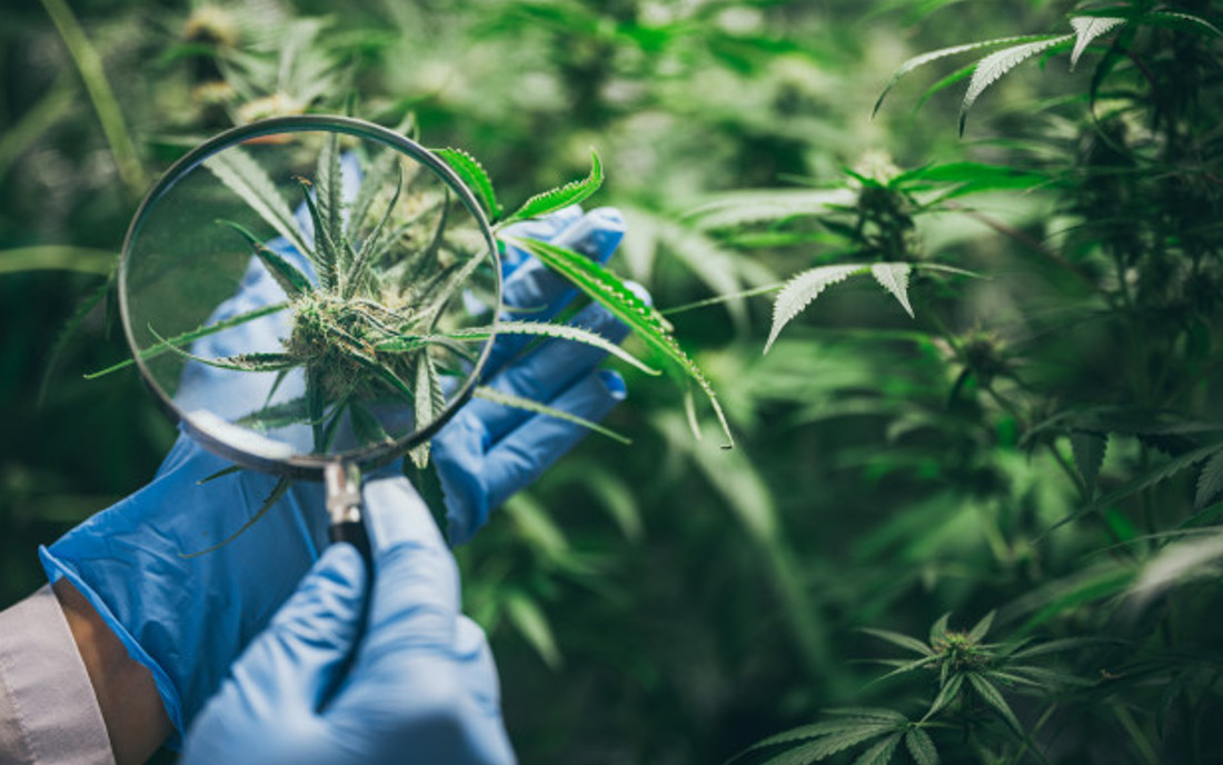 Kwiaty marihuany widziane pod lupą