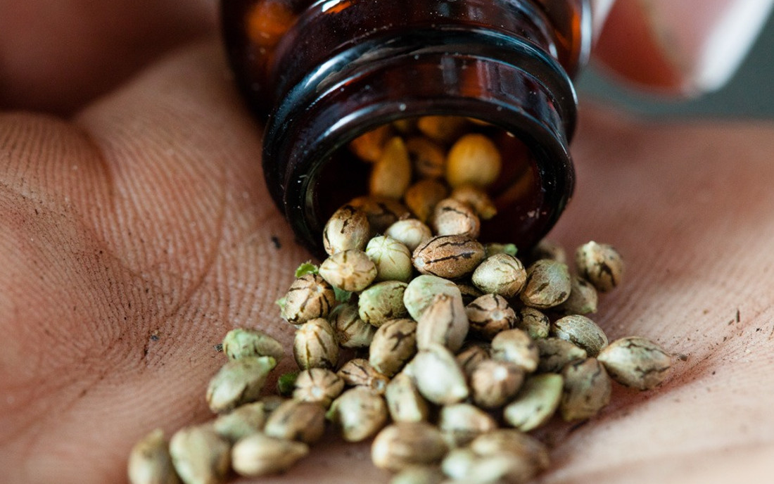 Nasiona marihuany w słoiku