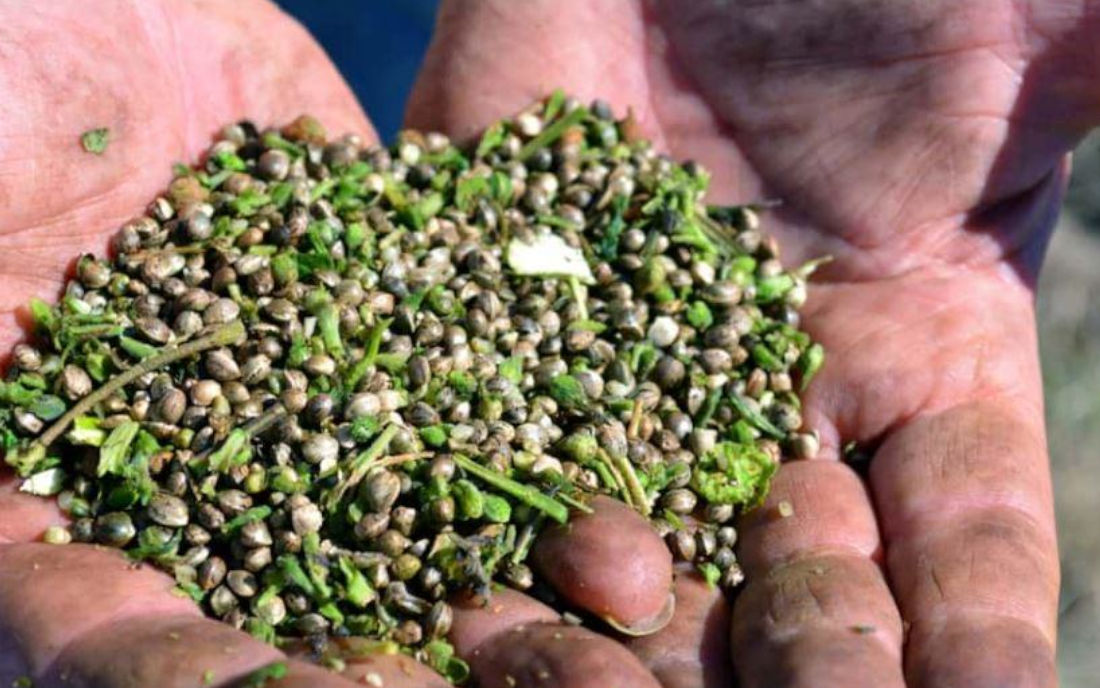 Nasiona marihuany prosto z uprawy