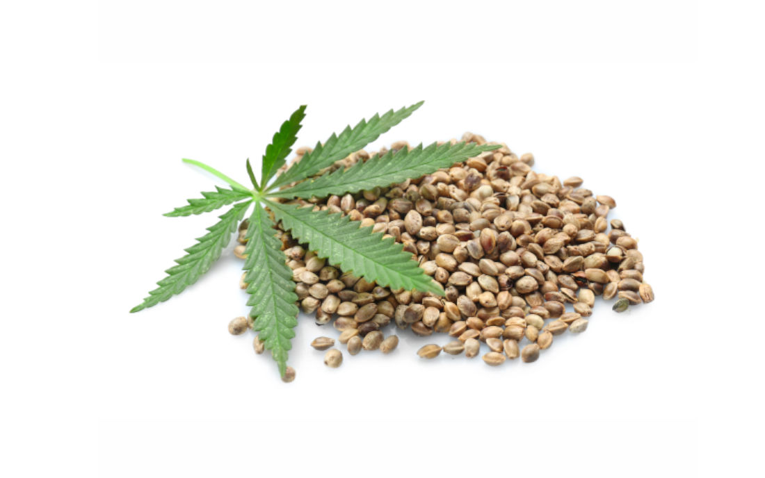 Nasiona marihuany