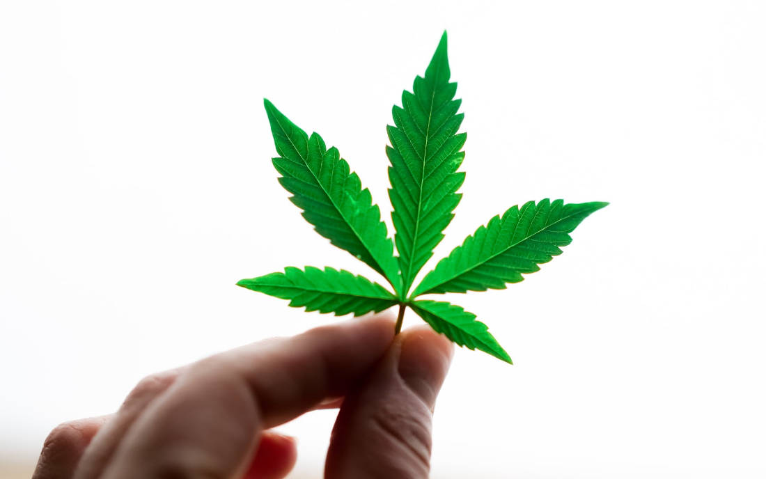 Odmiana marihuany Kush