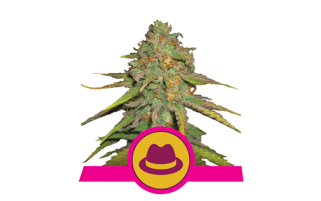 Royal Queen Seeds OG Kush