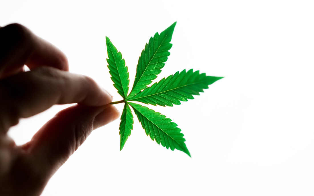 Liść marihuany