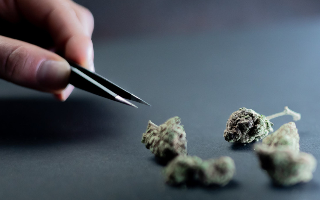 Selekcja medycznej marihuany do apteki