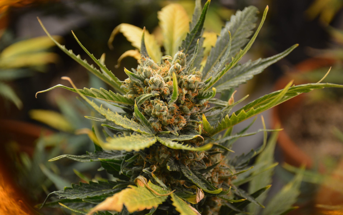 Czy konopie mogą uzależnić?