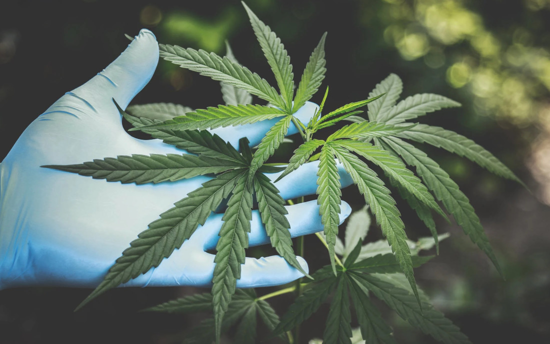 Konopie w walce z koronawirusami