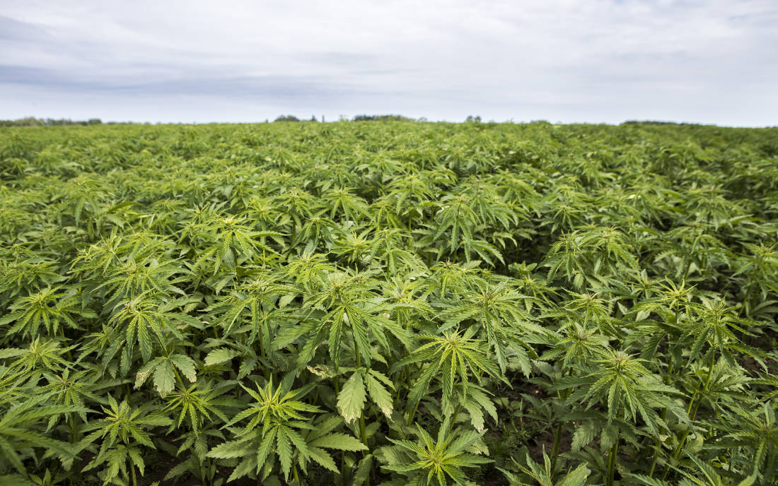 Marihuana z apteki z Polskich upraw