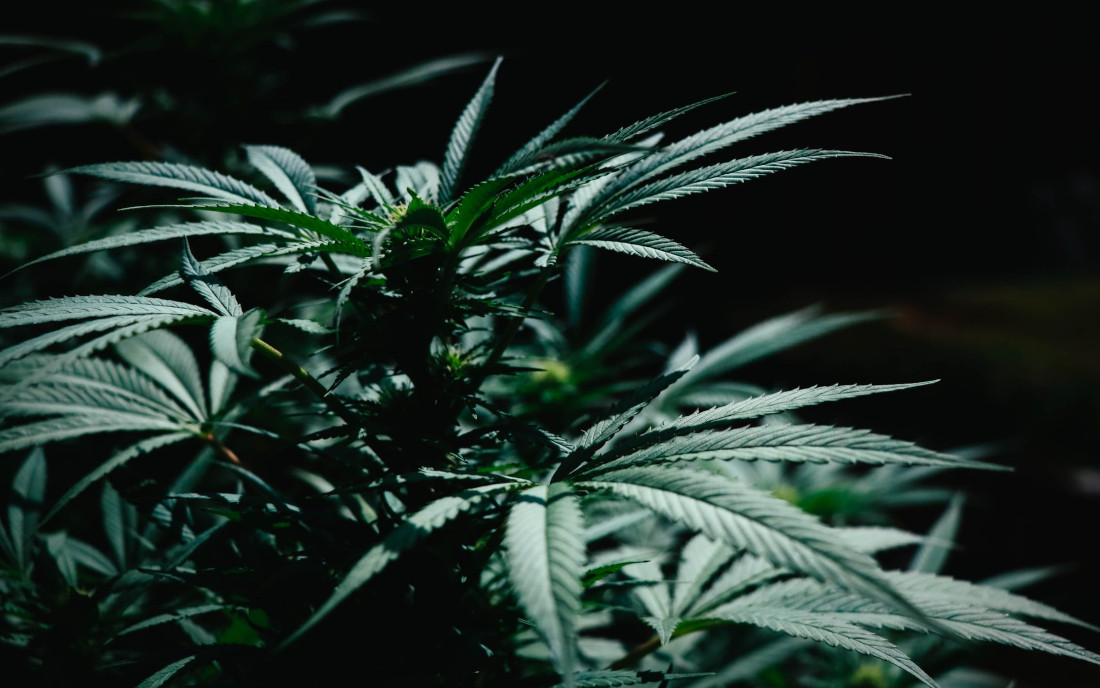 Legalność marihuany w Polsce a działania rapera Maty