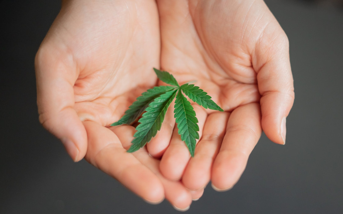 Marihuana a lecznicze właściwości