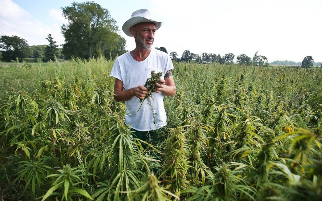 Polska jako przyszły lider w produkcji konopi