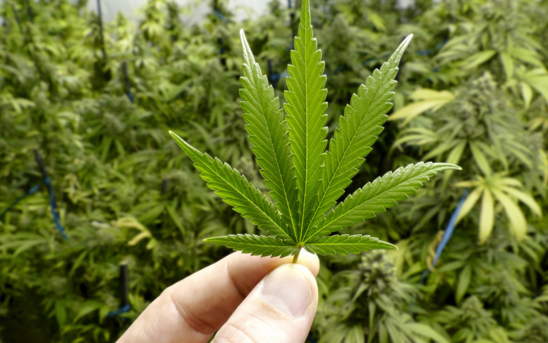 Posłowie zdecydowali na uprawę medycznej marihuany w Polsce 