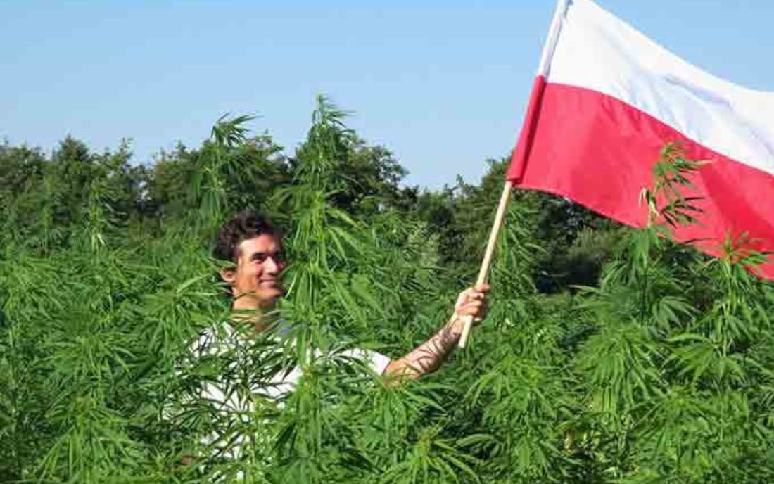 Polskie uprawy konopi