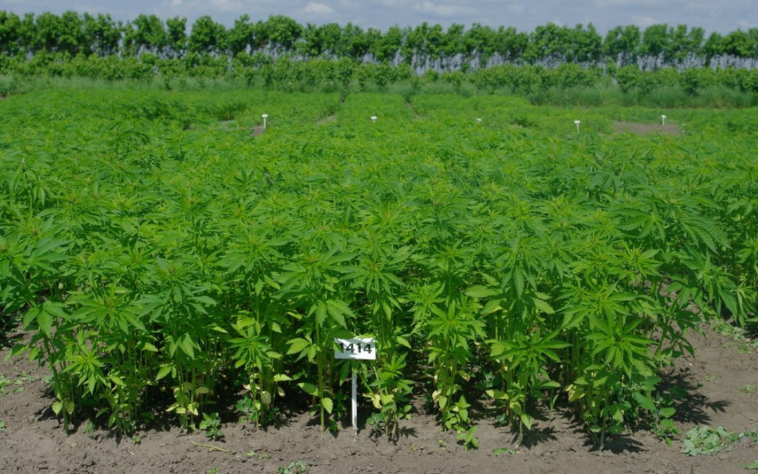 Przyszła produkcja konopi w Sejnach 