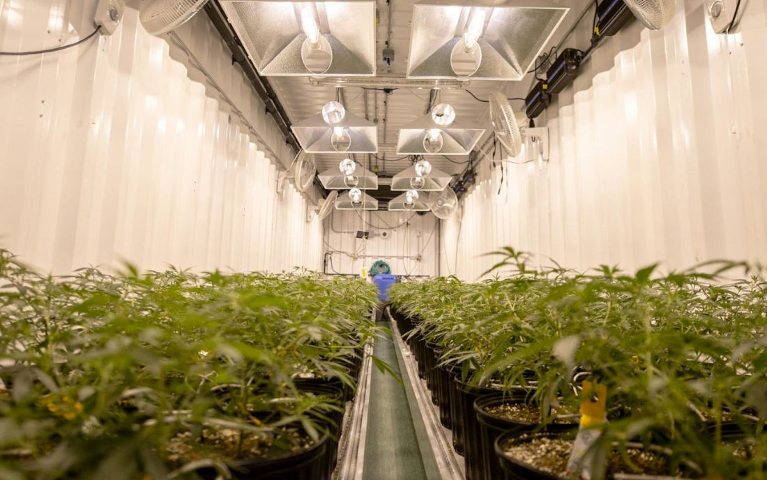 Polska uprawa marihuany