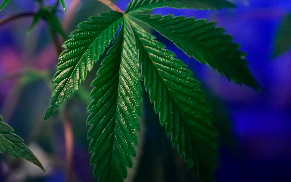 Marihuana poprawia sen