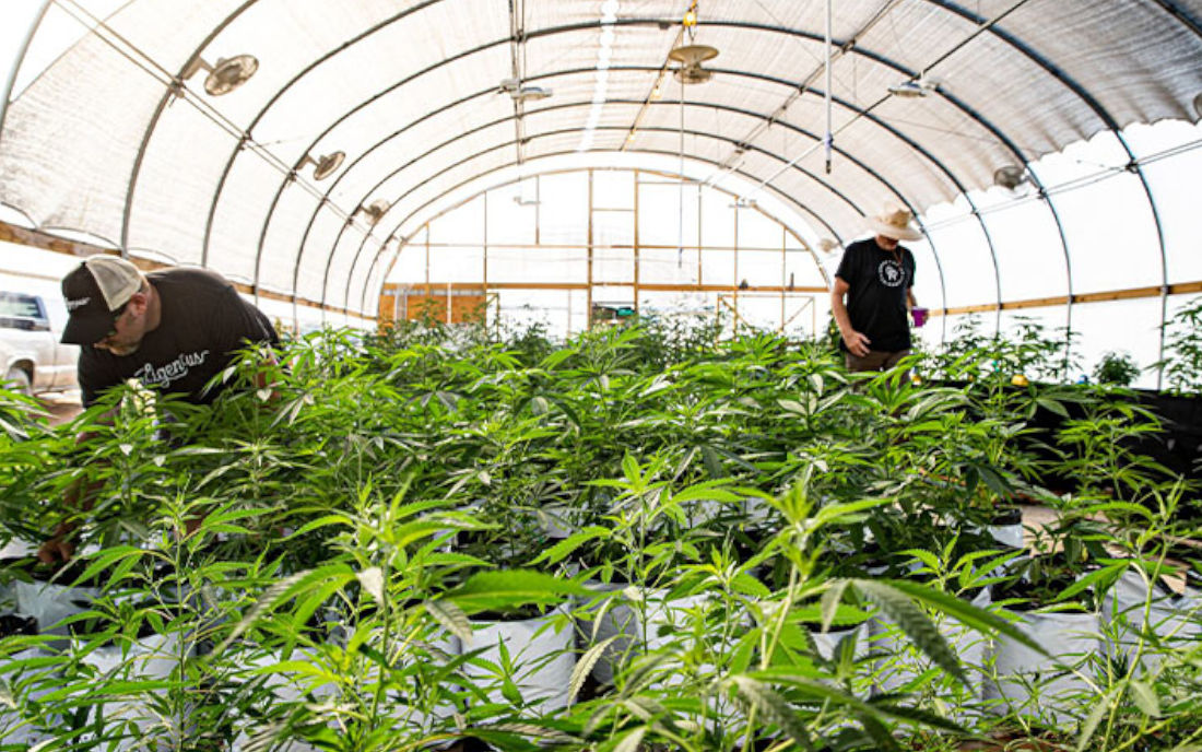 Polska uprawia marihuanę