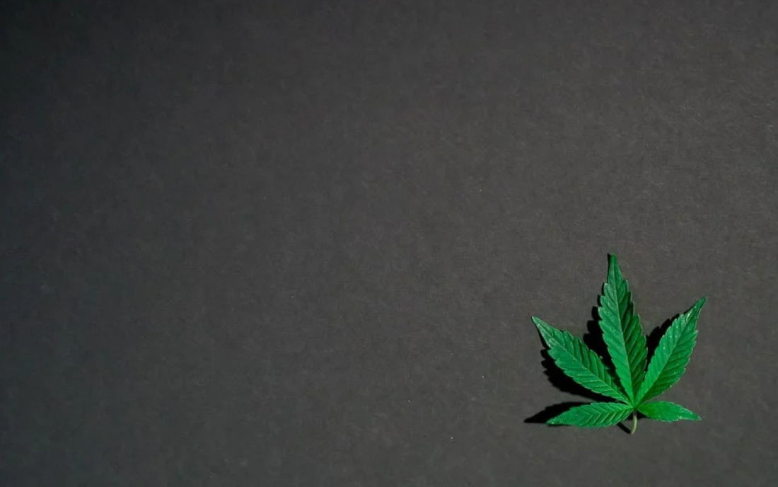 Liść marihuany