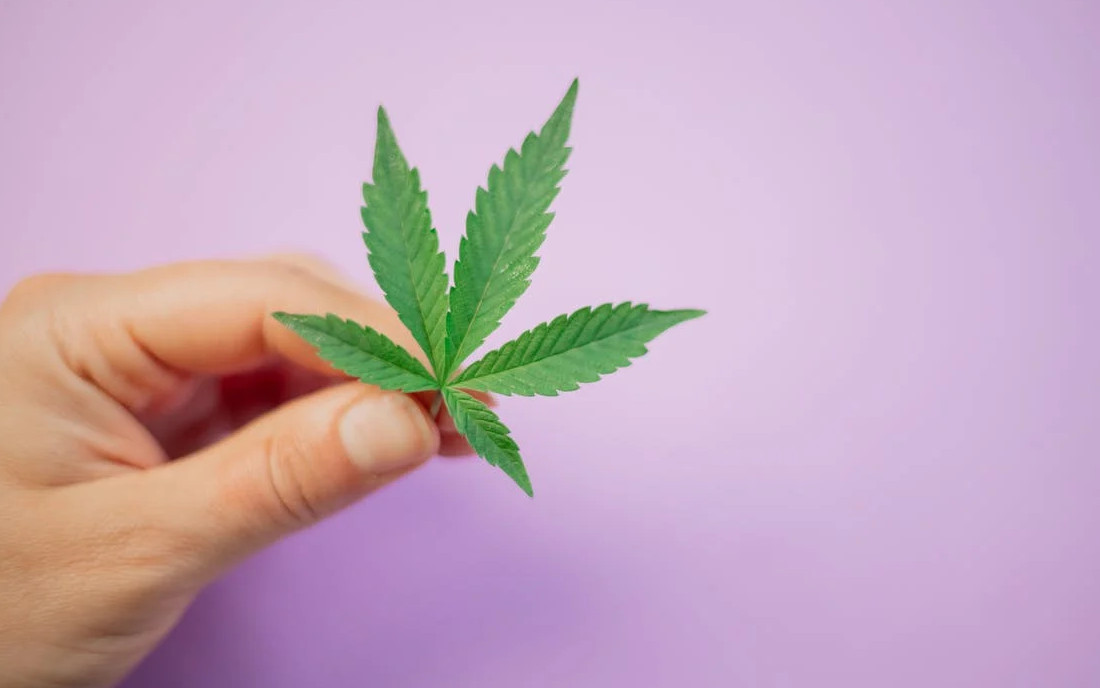 KOnopie a zdrowie jamy ustnej i zębów