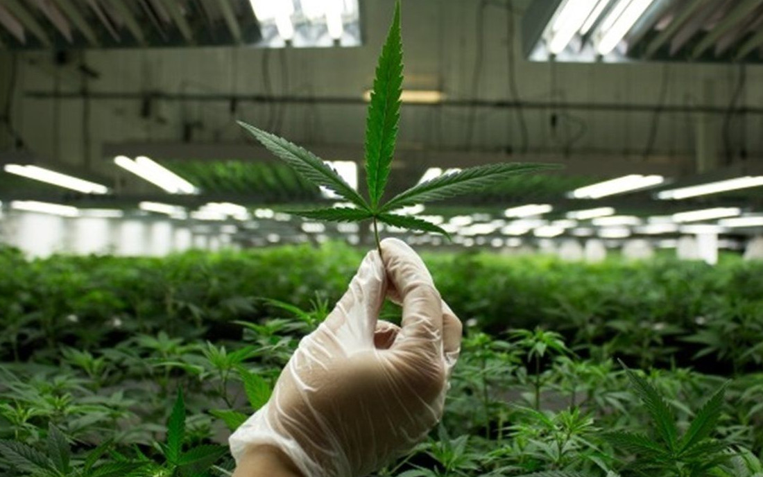 Ukraina a dostępność medycznych konopi