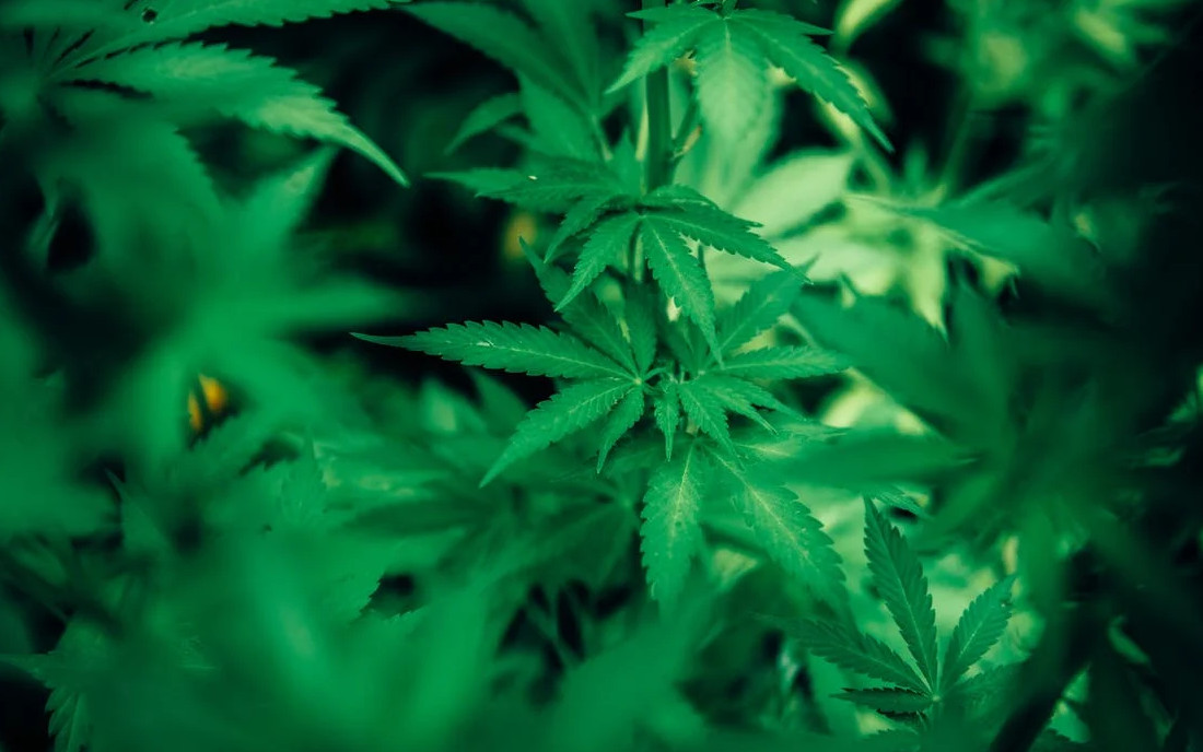 Indica odmiana marihuany