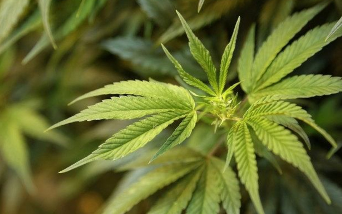 Konopie do przerobienia na haszysz