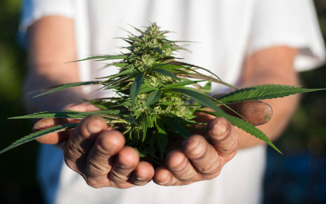 Konopie przy zbiorze 