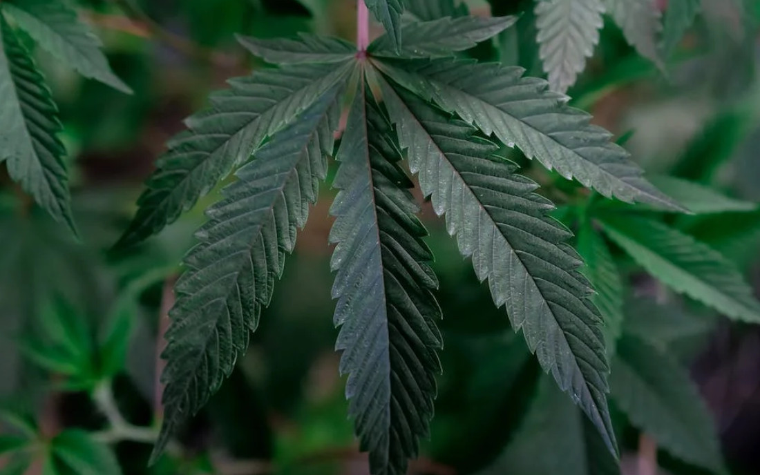 Liść marihuany