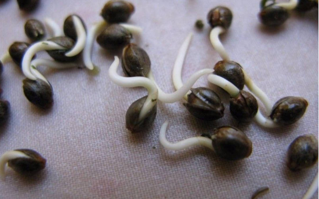 Nasiona konopi po wykiełkowaniu