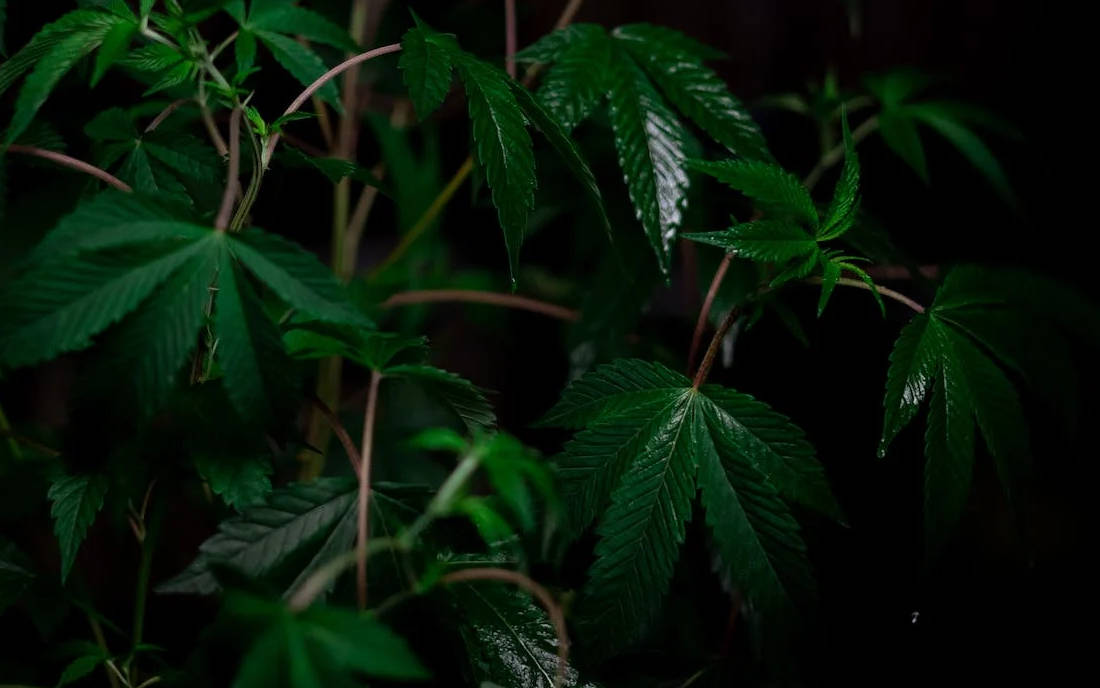 Roślina marihuany