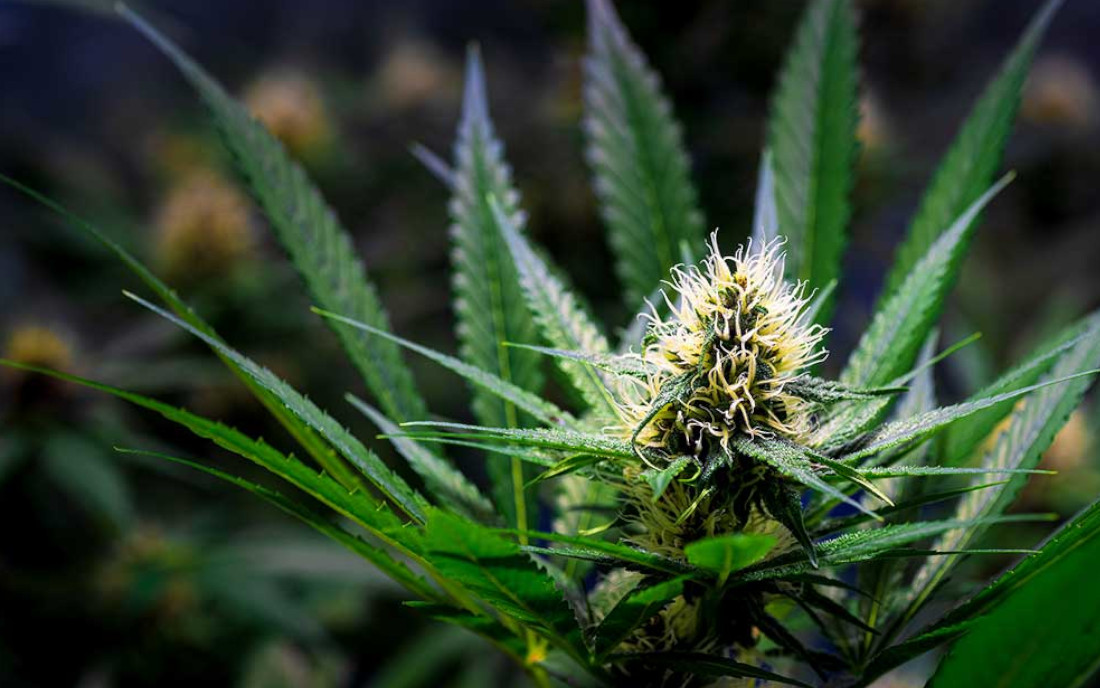 Sativa odmiana konopi