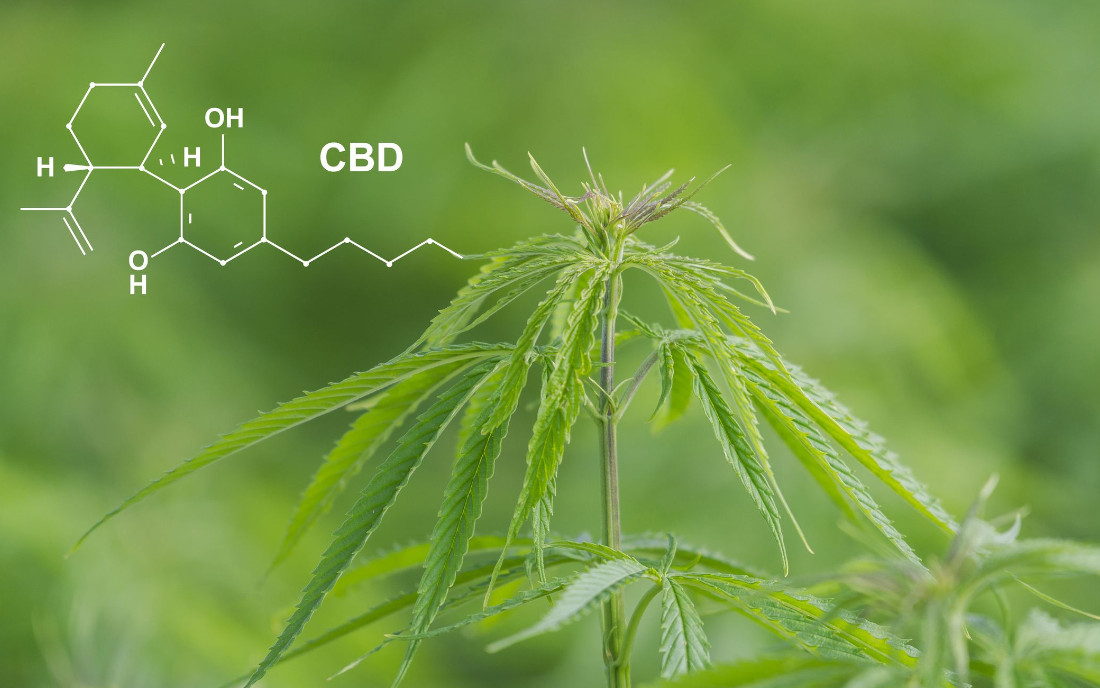 Cannabinoid CBD