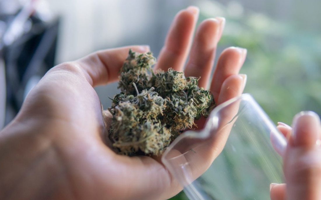 Marihuana w garści