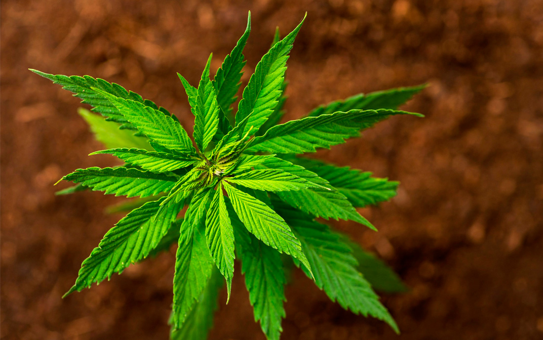 Liść marihuany